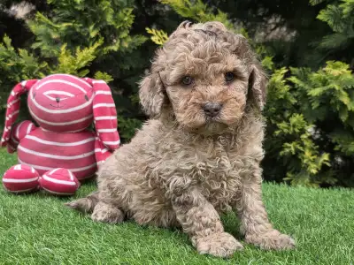 Cavapoo - Chocapic