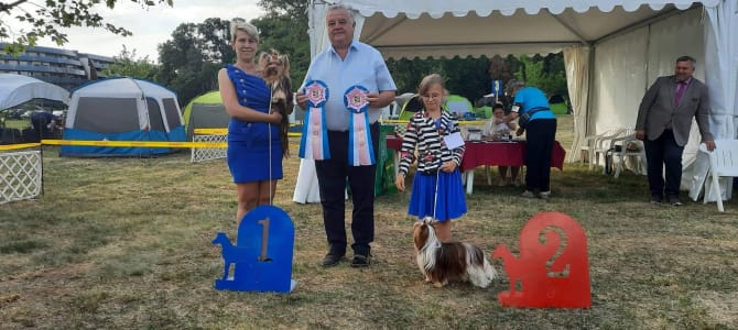 Óriás uszkár - Giant Miracles Poodle Kennel