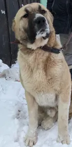 Közép-ázsiai juhászkutya - Dengiz Iz Zamka Larisi