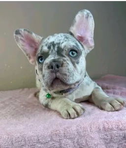 Francia bulldog - Mary
