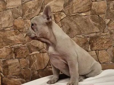 Francia bulldog - Blanka