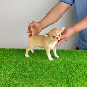 Chihuahua - Zimba 