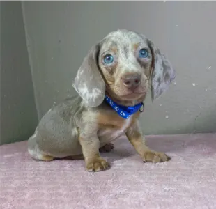 Dachshund - Victor
