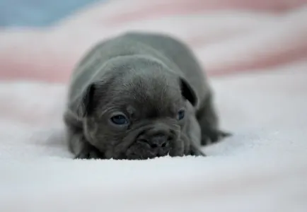 Bulldog francez - Madeleine 