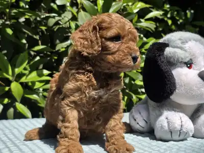 Cavapoo - Jackson