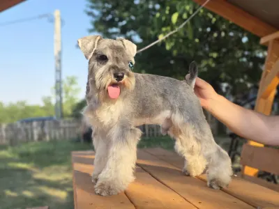 Zwergschnauzer - Kicsijo