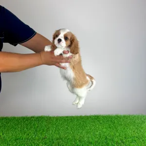 Cavalier King Charles spániel - Aristor