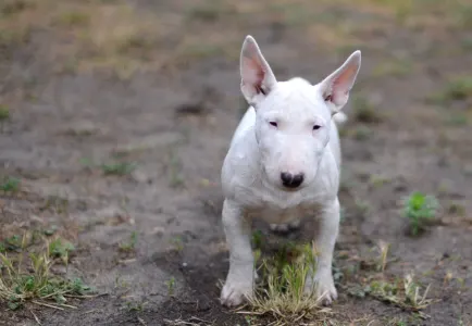 Miniature Bullterrier - Gregory