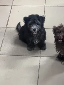 Coton de Tulear - Leila