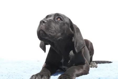 Cane Corso - Cora