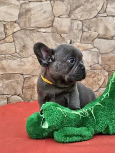 Französische Bulldogge - Dorina