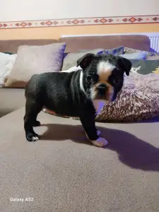 Boston Terrier - Villám ( Blitzen )