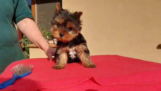 Yorkshire terrier - Fantastic Magic