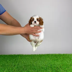 Cavalier King Charles Spaniel - Globo