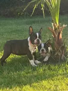 Boston Terrier - Carlos