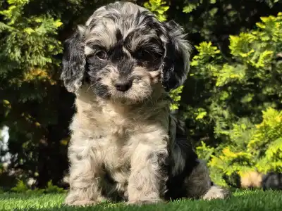 Cavapoo - Merida