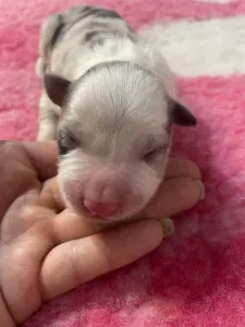 Border Koli - Reserved/blue Merle Kan/male- Dark Blue Collar