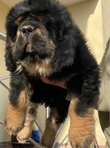 Tibetan Mastiff - Athena