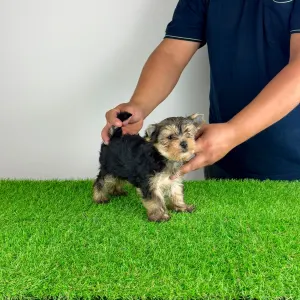 Yorkshire terrier - Eryx