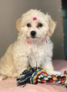 Maltipoo - Mila