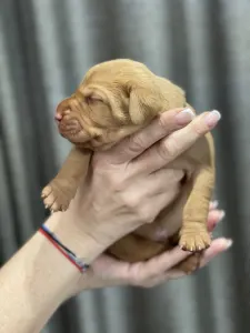 Bracco ungherese a pelo corto - Vidual Alfonz