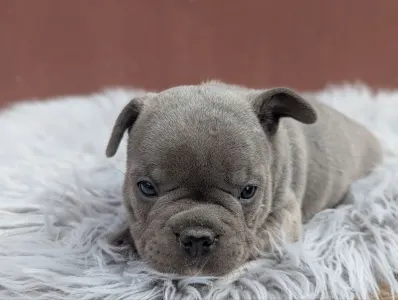 Francia bulldog - Ashur