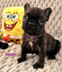 Francouzský buldoček - Miira Frenchie Raven
