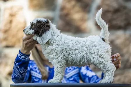 Spanish Waterdog - Corvo Rarior Albo