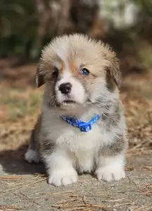 Pembroke Welsh Corgi - Thomas