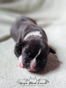 Amerikanischer Staffordshire Terrier - Unique Blood Evigt