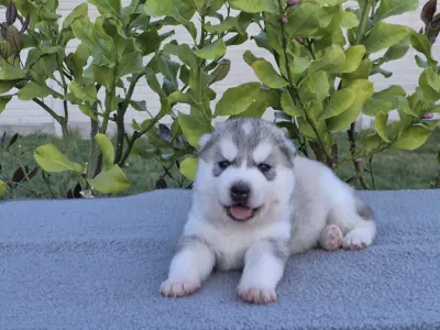 Szibériai husky - Grey Boy