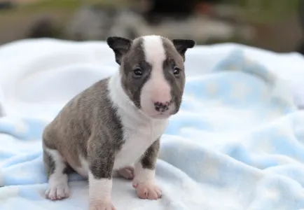 Miniatűr bullterrier - Koda