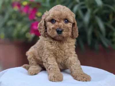 Cavapoo - Amigo