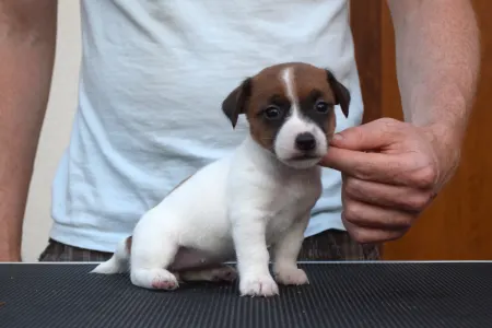 Jack Russell Terrier - Xena