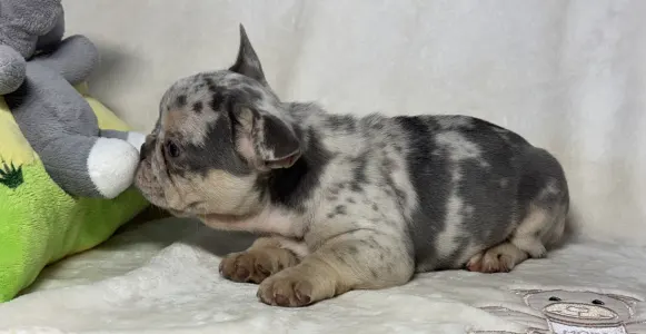 French Bulldog - Brúnó