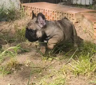 Buldog francuski - William