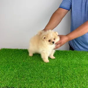 Pomeranian - Caramel