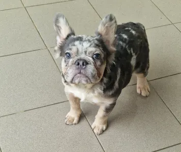 French Bulldog - Drahma