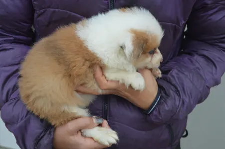 Border Collie - Aegen