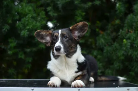 Cardigan welsh corgi - Kilini Mendenhall 