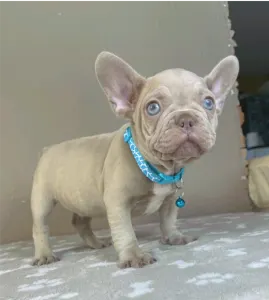 Francia bulldog - Gerald