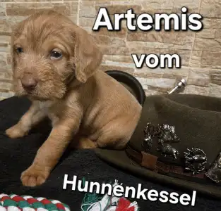 Hungarian Wire-haired Vizsla - Artemis Vom Hunnenkessel