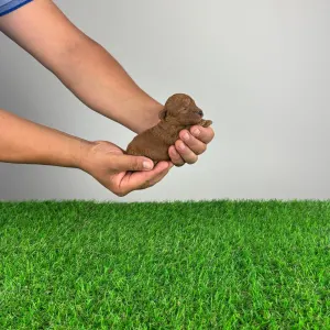 Poodle Toy - Jubela