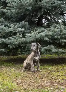 Irish Wolfhound - Bìborka