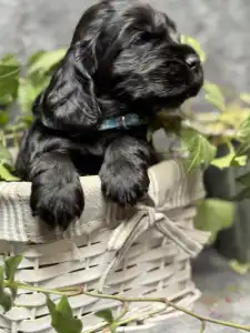 Angol Cocker spániel - Emperor