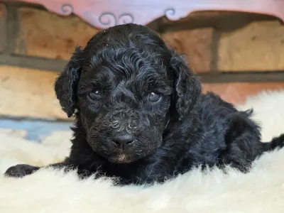 Cavapoo - Norina