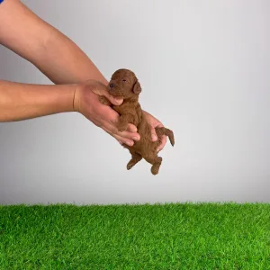 Poodle Miniature - Nikita