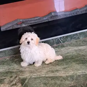 Havanese - Deres