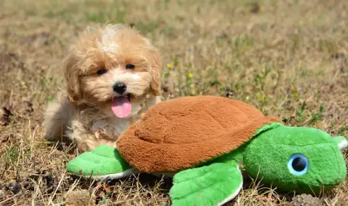 Maltipoo - Peppa