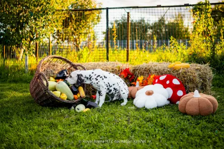 Dalmatiner - Royal Arena Htz Bruno